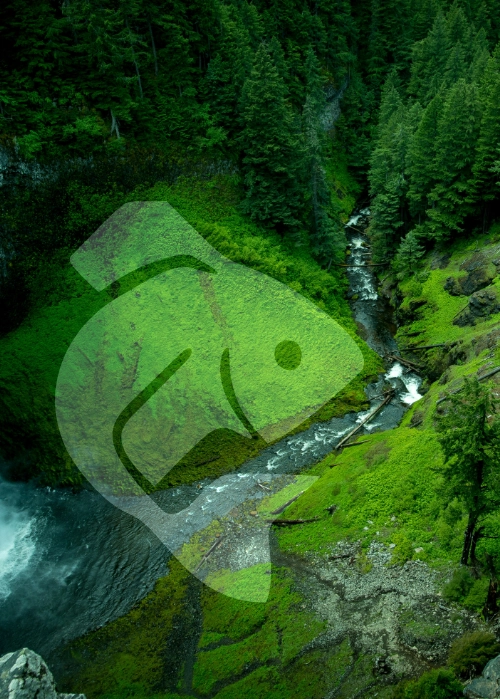 Koi Waterfall